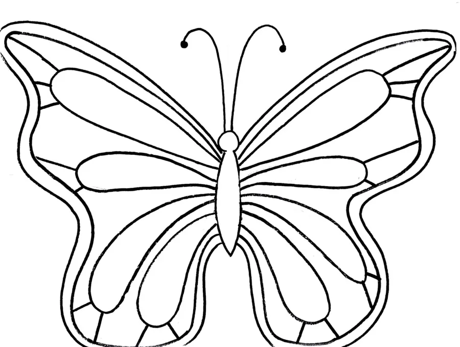 butterfly drawings
